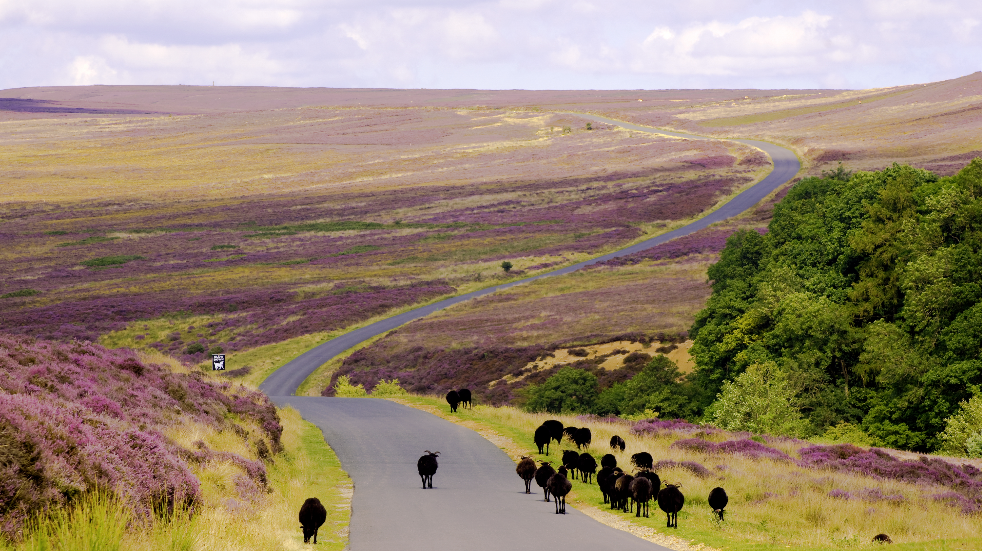 Things to do on north york moors